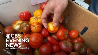 Rising temperatures impact California tomato crops