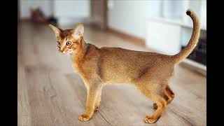 Characteristics Of The Abyssinian Cat (Abys  Bunny cat)