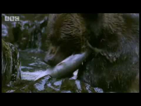 Cute Grizzly Bear cubs catching fish & swimming - BBC Animals