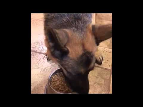 Real-Life Classical Conditioning