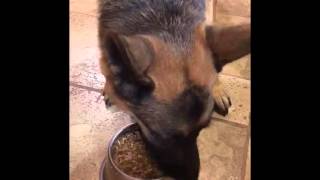 Real-Life Classical Conditioning