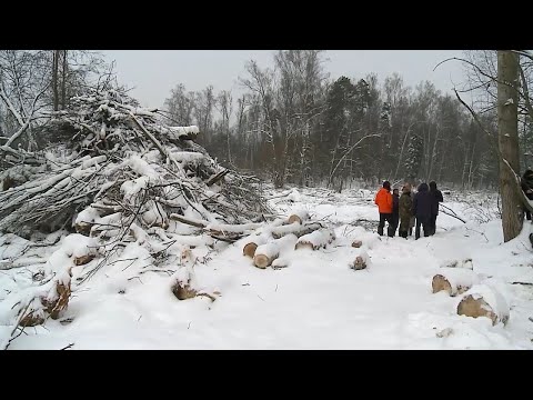 Что происходит в Вешках?