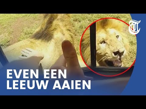 Video: Waar word leeus gevind?