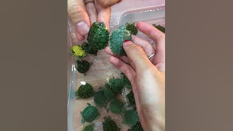 Cách phân biệt Rùa Tai Đỏ và Rùa Bụng Vàng