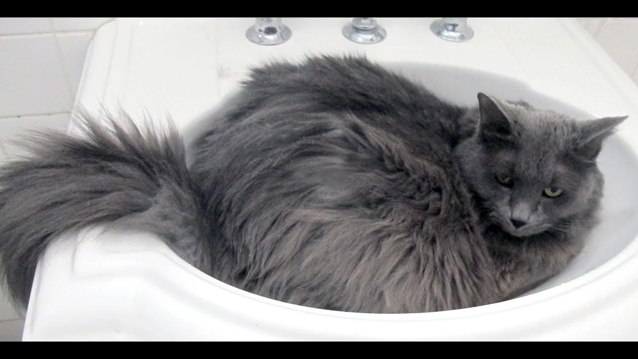 Long Hair Russian Blue Cat - Cat Breeds Encyclopedia - wide 6