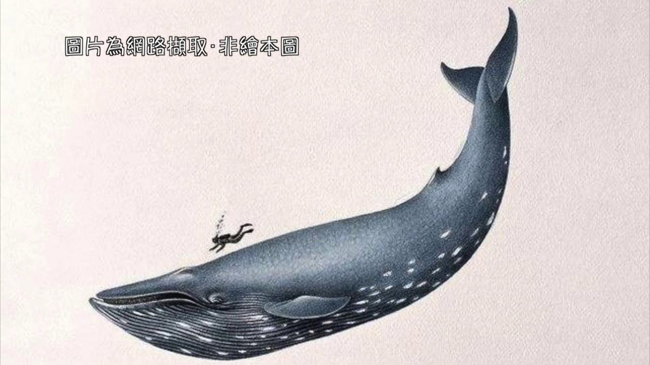 Синий кит картинки