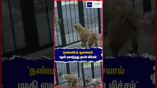'நண்பனிடம் ஆசையாய் பழகி ஏமாந்தது தான் மிச்சம்' #Dog #Dogs #Funny #funnyreels #funnyvideo #pets