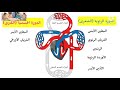للسنة السادسة الدورة الدموية عند الإنسان