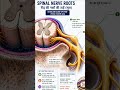 Human Spinal Cord Explained in Hindi & English | Complete Medical Series-6 #spinalcord