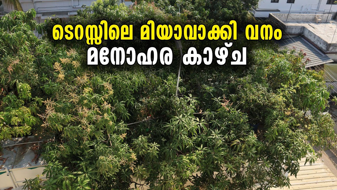 ടെറസ്സിലെ മിയാവാക്കി വനം , മനോഹര കാഴ്ച