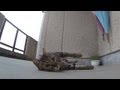 けしからん猫はズサーがお好き。　jumping cat loves(rubs) concrete floor