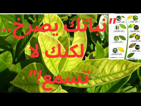 أخطر 7 علامات لنقص العناصر في النباتات وكيف تعالجها بسهولة