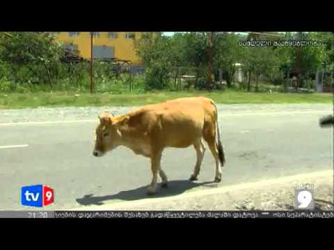 ახალი 9 | დაჯარიმებული ძროხა | 30.06.12