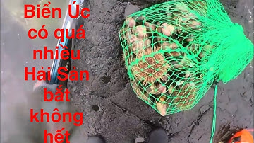 🔥Bắt được cả đống! Bào ngư – Ốc - Nhum biển - Chem chép nhiều đến choáng!