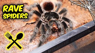 My TARANTULA LOVES to Dance  Feeding time