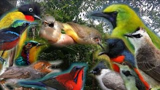 Download Lagu Suara ampuh mikat segala jenis burung ,buktikan sendiri MP3