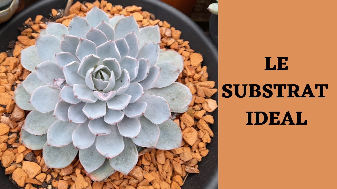 Le substrat idal pour succulentes / substrat facile pour succulentes