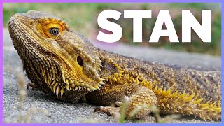 I was wrong about my 12 year old Bearded Dragon! - Stan's 2 Year Update