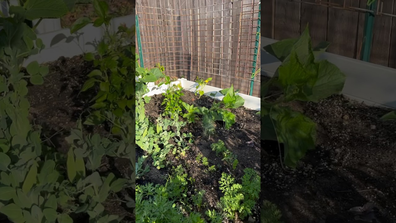 A few plants in one of the garden beds at Black Thumb Gardens.  