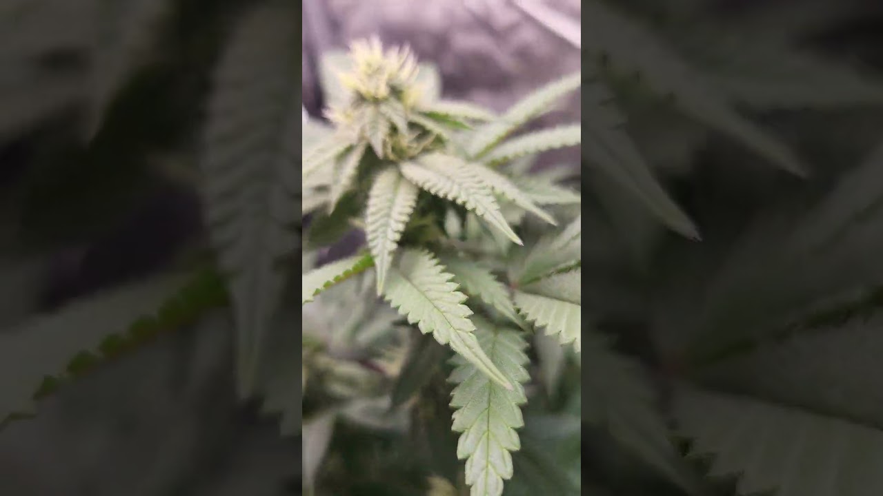 Ethos Colin OG RBX Feminized | Flowering 4th week now ending | What a difference in just 1 week!