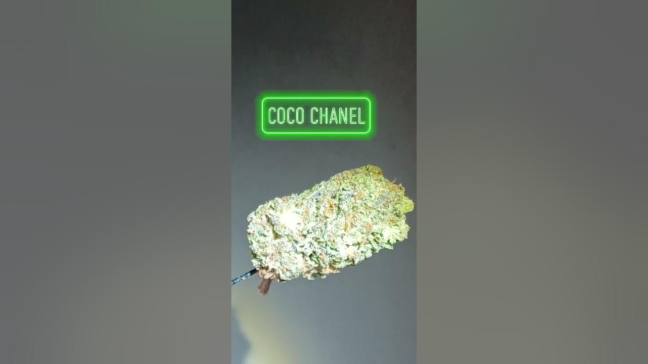 Coco Chanel Cannabis Strain 