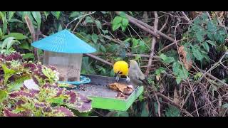 Birds Often Witness The Most Beautiful Mornings In This World 4