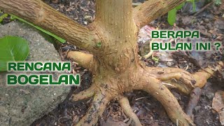 IYA TAH ||  SECEPAT INI BARU ENAM BULAN #sancang #bonsaisancang #bonsai