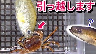 新品　匿名　 spindleshanks crab カニ hq720.jpg?sqp=-