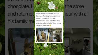 Download Lagu He Got Free Food and Came Back with His Family 😂 #cute #funny #wholesome MP3