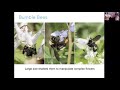 Heather Holm, Bumble Bee Banquet: Selecting Native Plants for Bumble Bees