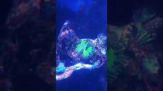 75 gallon aio