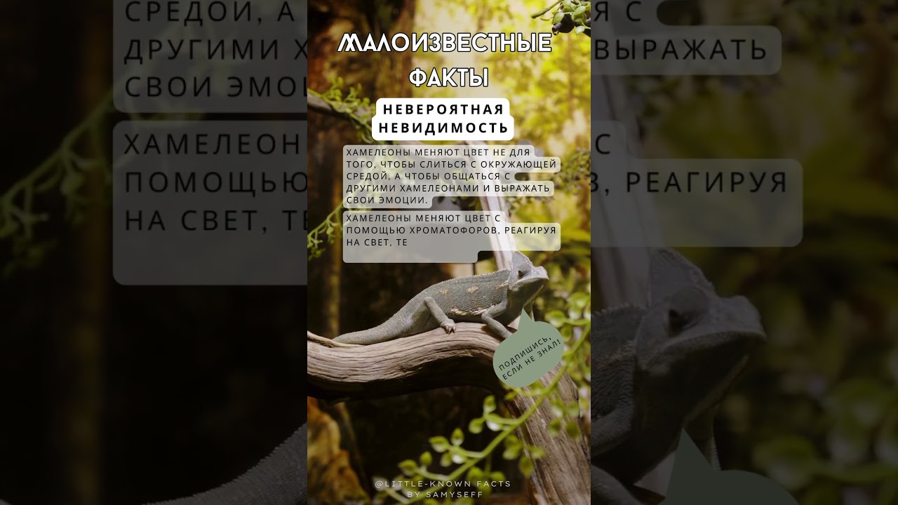 Хамелеоны: Мастера Маскировки и Цветового Искусства