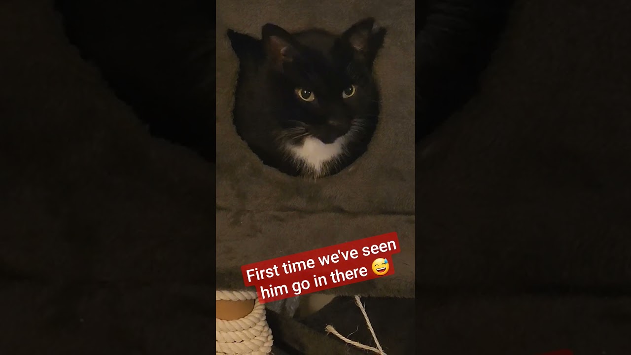 It's nice seeing my cat enjoy his cat tower 😅