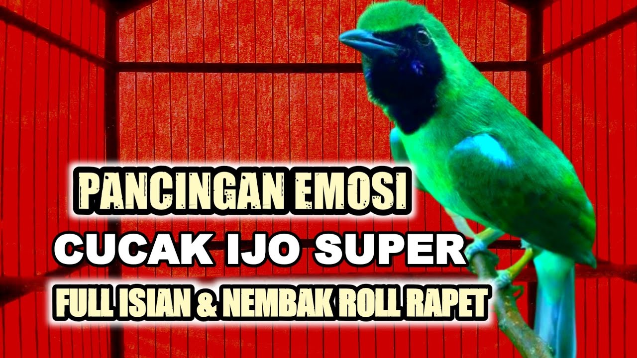 pancingan burung cucak ijo respon emosi ikut gacor