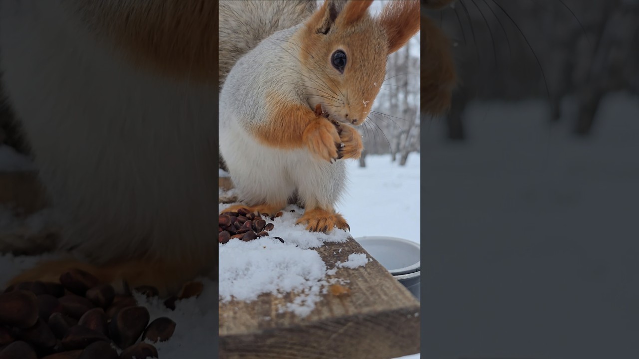 Разговорчивая белочка. Её голос в конце видео (перевод): "Да, красивая, только без фамильярностей".