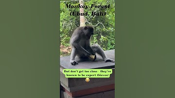 Did you know? Ubud Monkey Forest 🙊