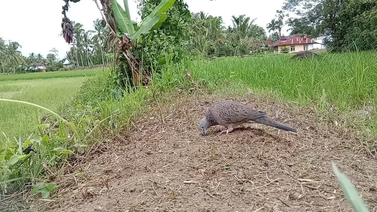 yg turun kali ini bukan target teman2 target kita 0,1 yg turun malah kuk 1,2 terlepas dari racik😀