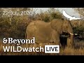 WILDwatch Live | 22 July, 2020 | Morning Safari | South Africa