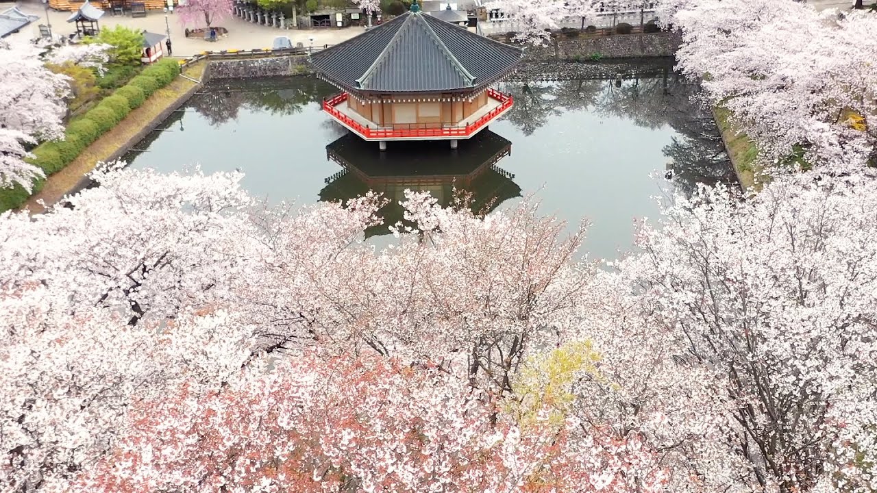 安倍文殊院【公式】 2020年「桜」 - YouTube