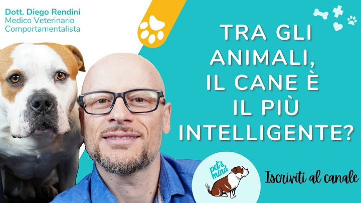 Tra gli animali, il cane è il più intelligente?