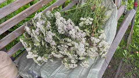 Сбор тысячелистника в Кузбассе, его хранение и применение