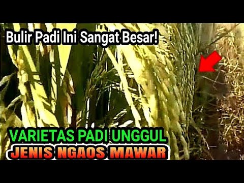 Video: Mawar Mini. Varietas