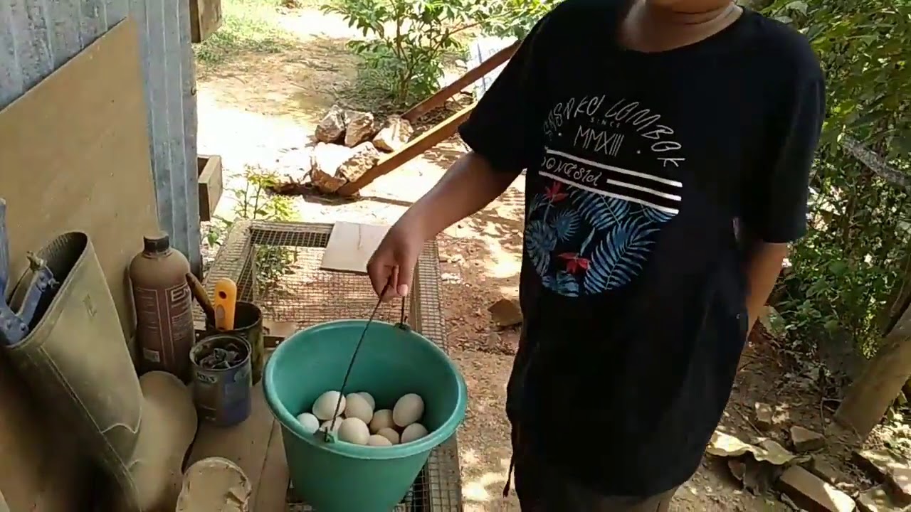 Panen Telur Ayam Kampung Asli 