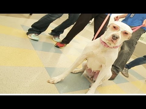OAKTOWN PUP! Uptown Funk PARODY with DOGS