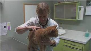 Cat Health : Signs of Liver Problems in Cats