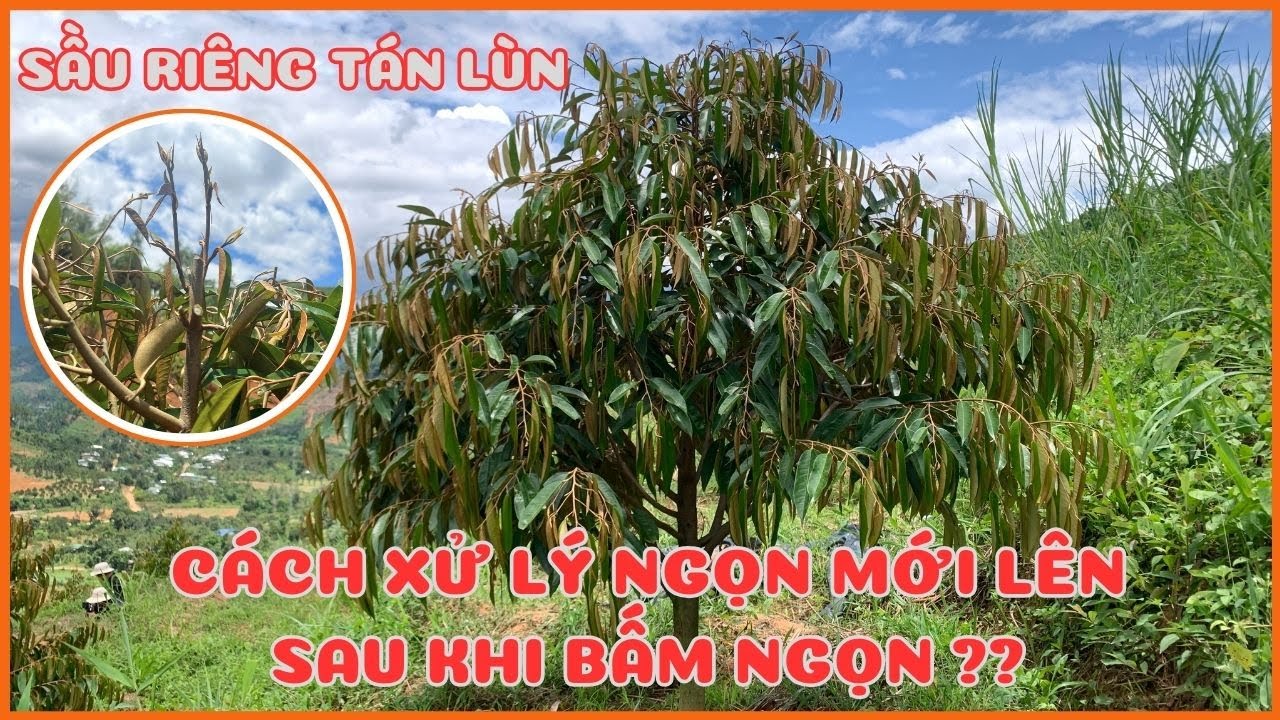 |SẦU RIÊNG TÁN LÙN| Cách xử lý ngọn mới lên sau khi bấm ngọn sầu riêng 18 tháng như thế nào?