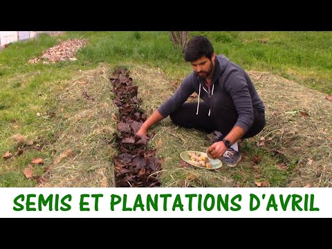 Vidéo: Quoi planter en avril en pleine terre ?