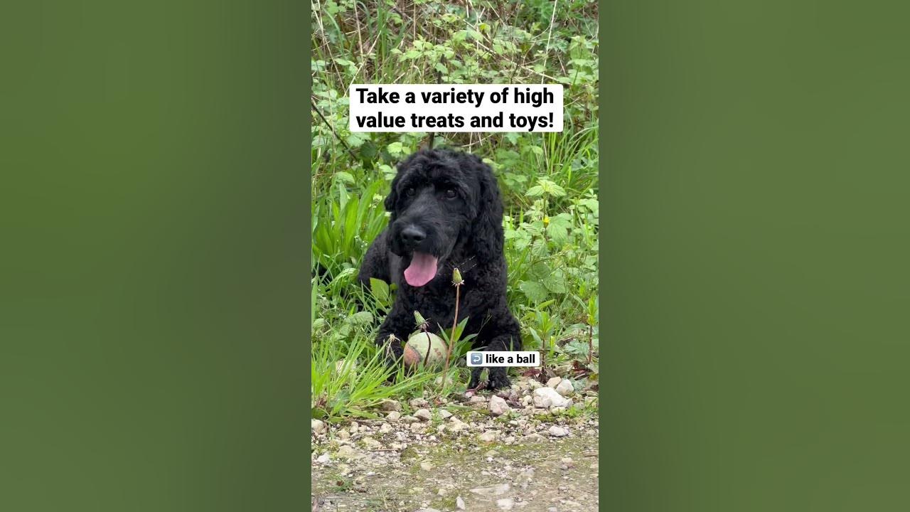 must-know-dog-walking-tips-dogshorts-dogadvice-dogtips