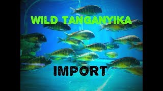 Wild Lake Tanganyika Import, Fish Reveal