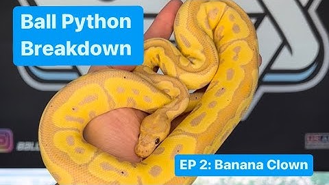 Ball Python Breakdown EP 2: BANANA CLOWN